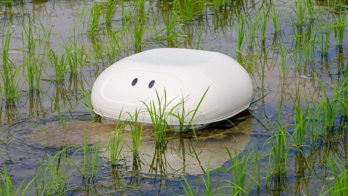 Robotická kačica pomáha pri údržbe ryžových polí